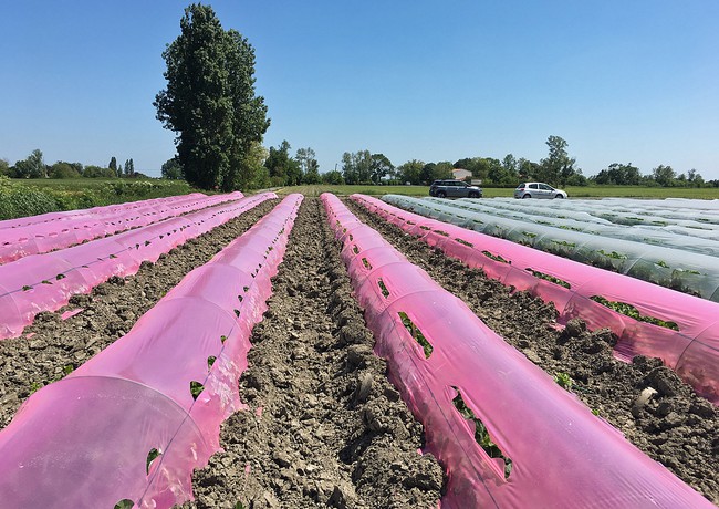 PRECOCITE ET GAIN DE RENDEMENT SUR ESSAI MELON 2018 VENDEE