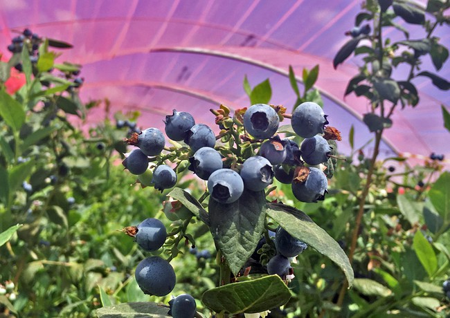 CASCADE BERRY SEMINAR IN HUELVA