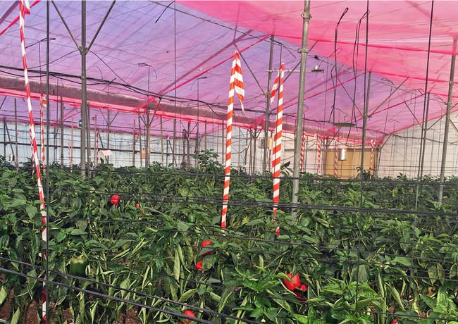 AGRONOMIC YIELD GAINS ON VEGETABLES CROPS IN ALMERIA