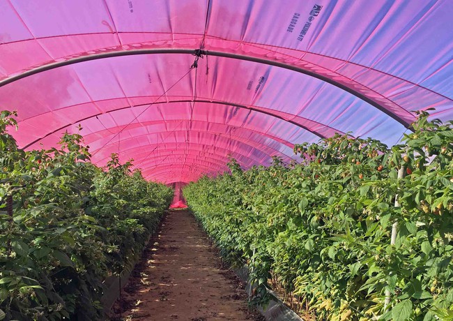 2020 RASPBERRY YIELD GAIN IN HUELVA