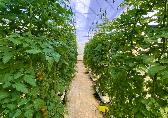 LIGHT CASCADE® Technology increases crop yields