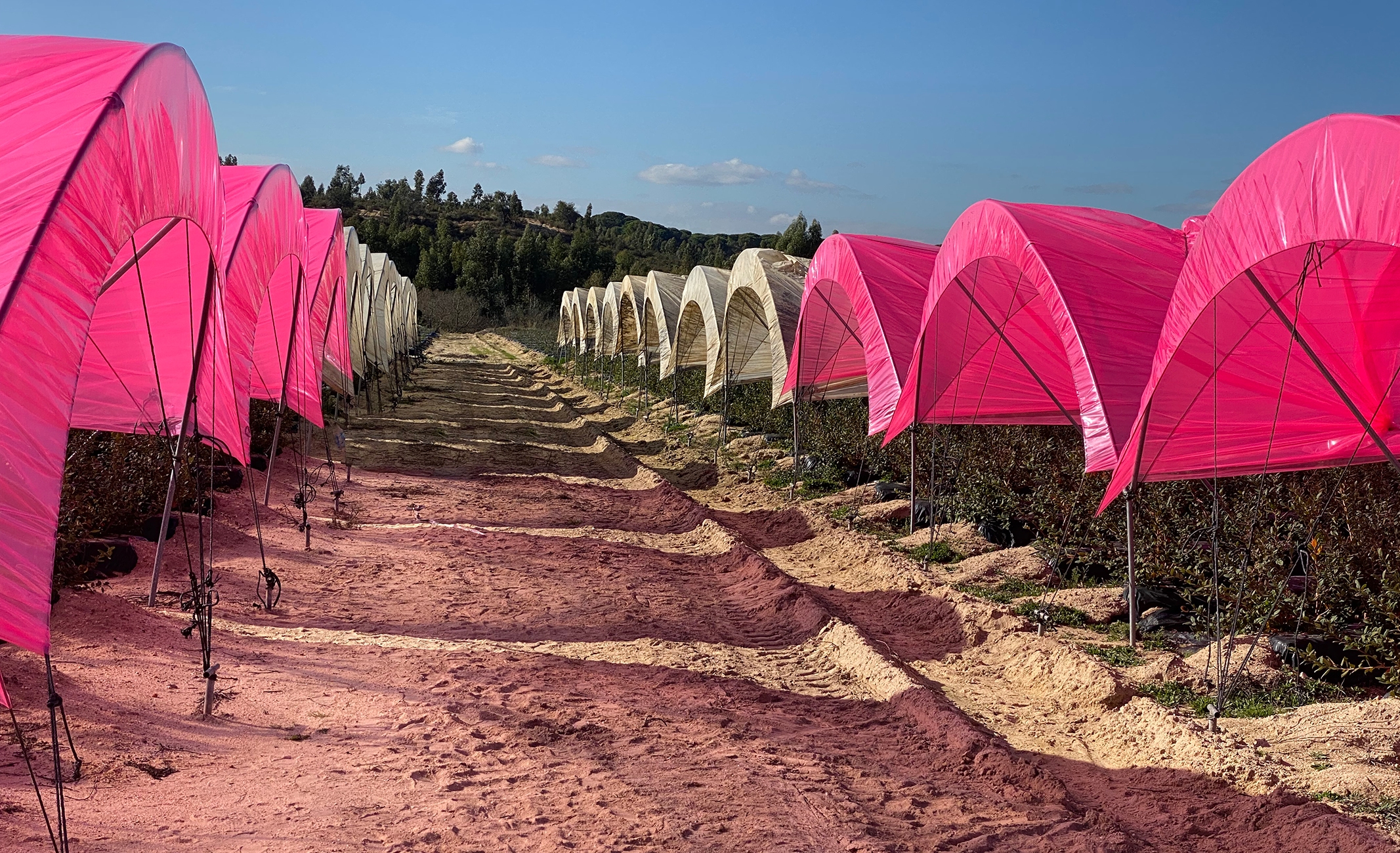 ORCA : mélanges-maitres à cascades lumineuses pour films agricoles